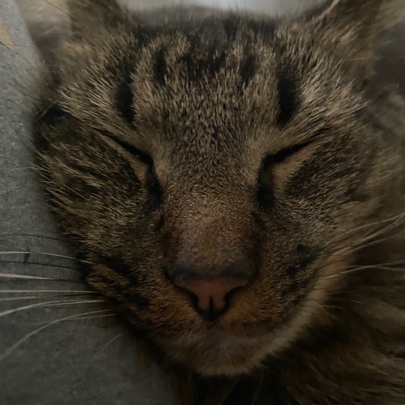 cat - Picture 1 of 1
